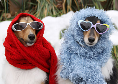 10 Ways to Keep Your Pet Happy and Healthy This Winter